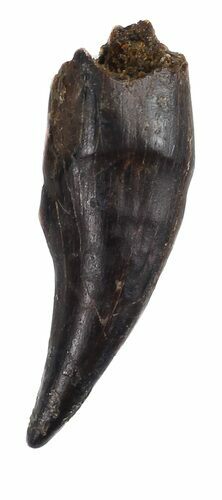 Didelphodon Tooth - Cretaceous Marsupial Mammal #54954